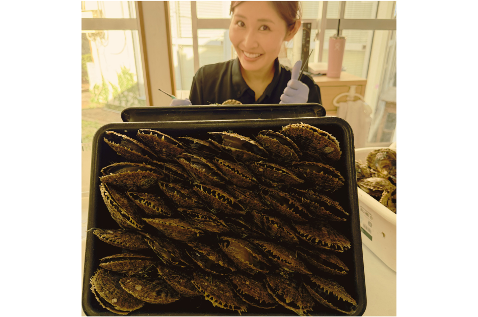 Akoya oysters arranged in rows ready for nucleation at a Japanese pearl farm