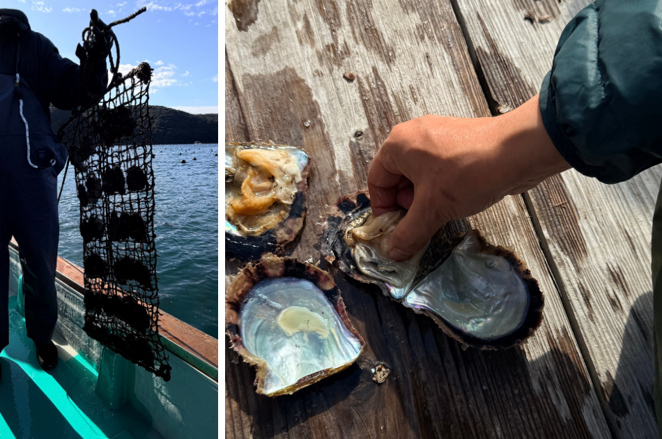 a net full of 4 year old oysters, almost ready to harvest. A person harvesting a pearl in the harbor.
