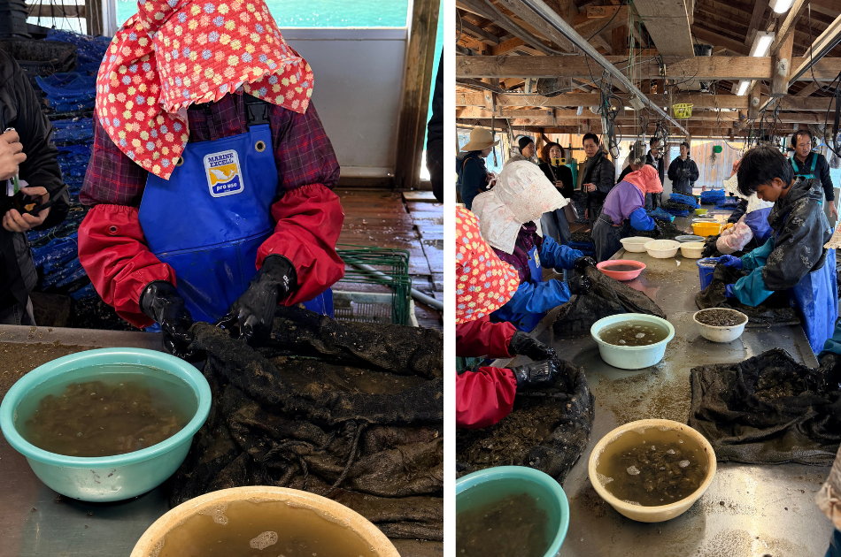 Oyster cleaning process at a Nagasaki pearl farm before the oysters return to the sea