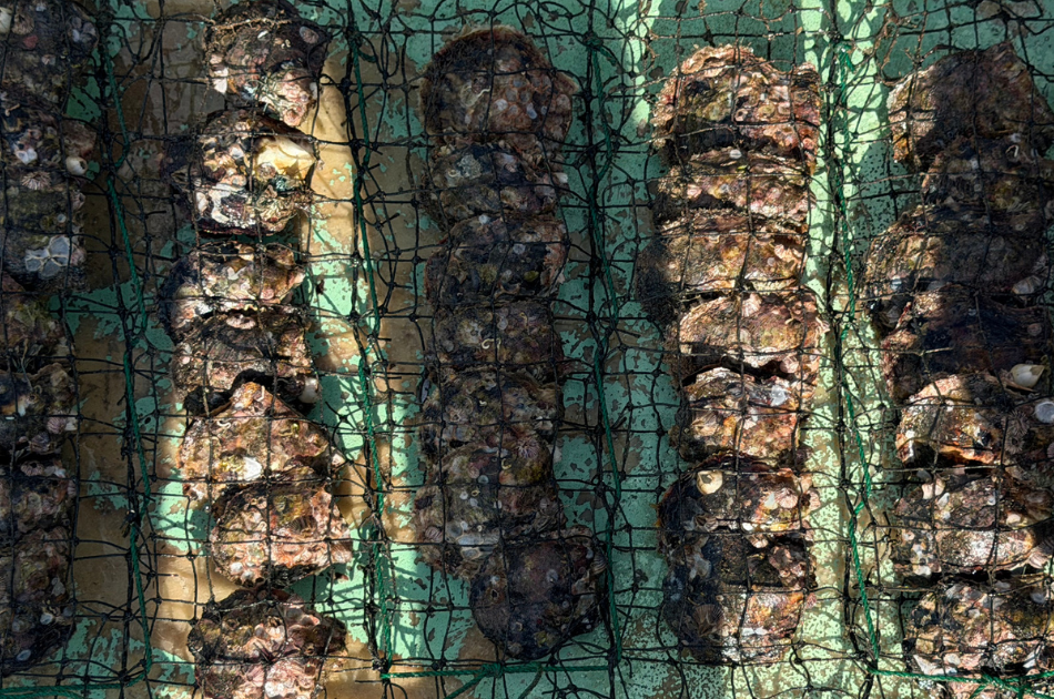 net full of oysters producing akoya pearls on Tsushima island, Japan